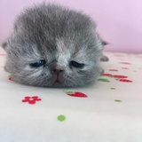 圆圆圆
