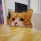 背着熊猫去看海
