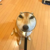 小小小小小小鸟
