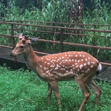 西凉河醋鱼