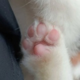 花臂小兔