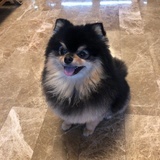 叛逆的老年人