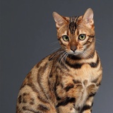 小猫咪
