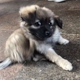 五花肉