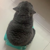 如果云知道