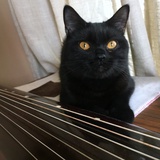 小非