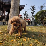 没有了