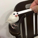 一只咕咕