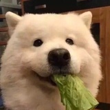 呦呦兔