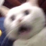 只想吃吃吃