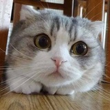 小霞子