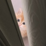 阿矢