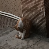 阿百