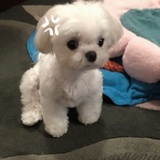 拔河脸脸