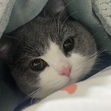 望川