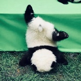 就装逼了怎么样
