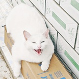 了了