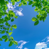☘