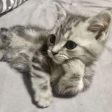 ♪(˘ ε  ˘  )♪