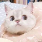 喵喵
