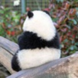 猫咪小龙CC