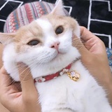菜菜