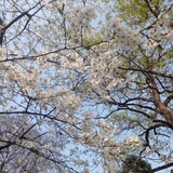 月小鹿