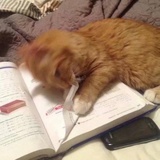 狗狗是黄二