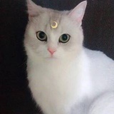 橘子-