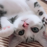 痴人说梦