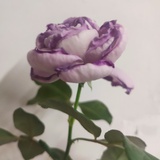 有嫮