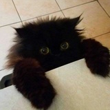 Paprika