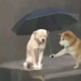 电子小狗