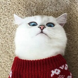 Mokosay