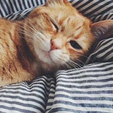 她的猫咪在游泳