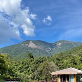 小树叶