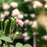 cornmint