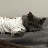肉松小贝
