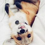 枫