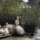 坏人戴着黑帽子