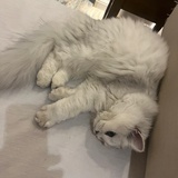 閏