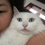 我养了猫