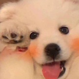 heyguys