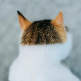 异种琥珀毒芹糖