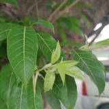 泡芙