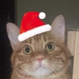 王小猫