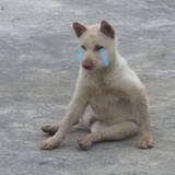 梨舟骏