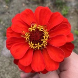写花草
