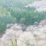 青河