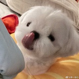 茶茶丸